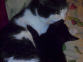 Кот с приюта