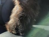 Продолжение про кота!