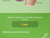 5 неделя. Беременность по неделям🌟