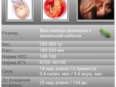 18 недель ровно .