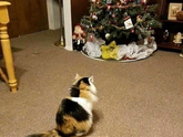 Котопост 🐱 🐱 🐱