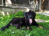 Булочке 6мес 🐶