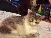 Отдам кошку!