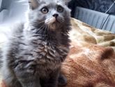 Котенок кусается