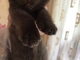 Девочки, у кого коты