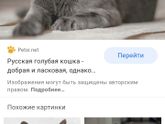 Порода котов.