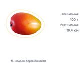 Мои 16 недель?