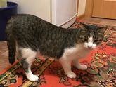 Что то случилось с котом? Есть тут ветеринары?