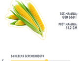 ?24 недельки??