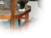 Кошку довели