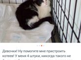 Кошки😭.девочки
