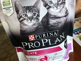 Кошка чешется