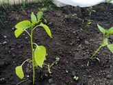 Я очень люблю просыпаться