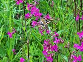Красота вокруг 🦋🌺🍃