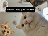 Коты блин😂😂😂 с