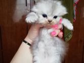 Шотландские вислоухие, привезём в