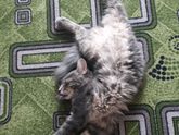 Видимо ей очень удобно?