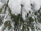 Зимушка ❄️❄️❄️