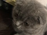 Подскажите пожалуйста Кошка 🐈