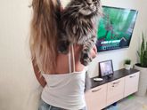 У кого есть мейн кун? Что можете сказать о породе?