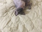 Скоро будут котята!)