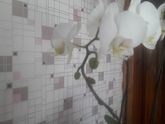 Владельцы орхидей и опытные цветоводы
