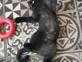 У кого стерилизована кошка?