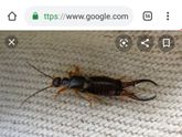 Как заставить себя полюбить эту гадость???