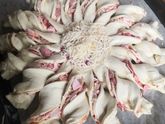 Красивая пицца Поделюсь с