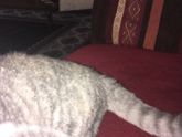 Котик