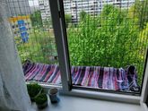 Тема кошек.