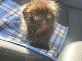 Продолжение про кота!