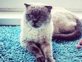 Кто разбирается в породах котов,тема для вас♥️