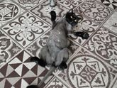 Стрижка кошек.