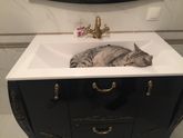 Как отучить кота спать