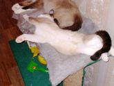 Стрижка кошек.