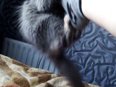 Котенок кусается