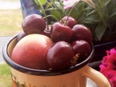 🍒🍒🍒