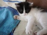 Кошечка