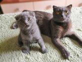 Очень хочу выговориться. Про кошку