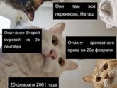 Коты блин😂😂😂 с