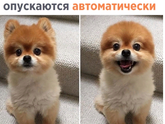 Что это за порода?