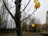 Как МЫ КОКОЛИПУ САЖАЛИ
