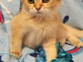 4 месяца с котейкой