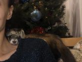 В ожидании нового года