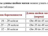 Шейка матки длина