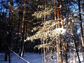 Субботняя прогулка по лесу💕