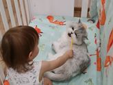 Кошка на пороге.