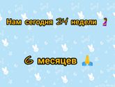 24 недели 🤰