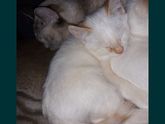 Знающие подскажите кот